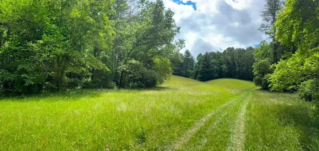The meadow at Flat Creek in Weaverville
